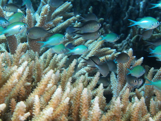 Blue green Chromis (je nach Sonneneinfall, blau oder gruen)