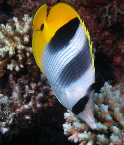 Pacific Double Saddled Butterflyfish