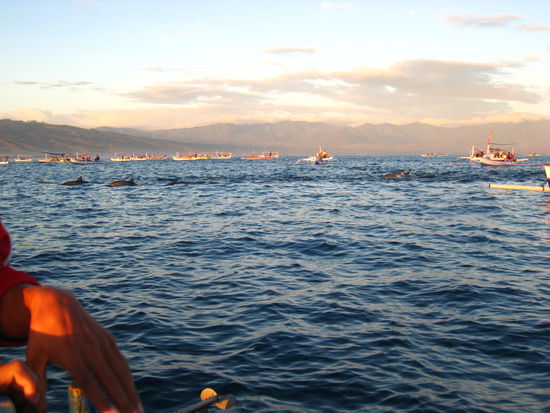 Eine Delphinschule zieht vorbei!