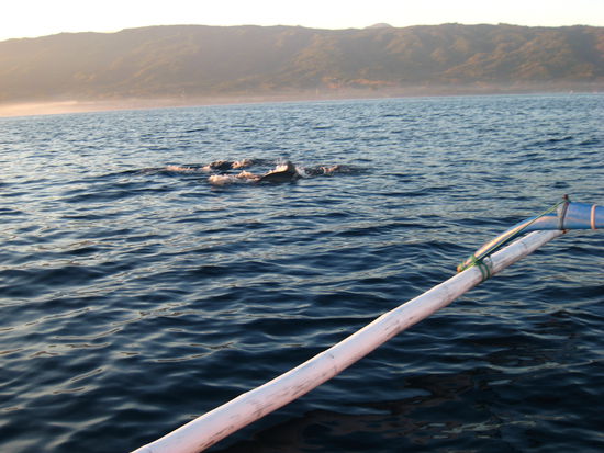 ...spielende Delphine tauchen bald auf!
