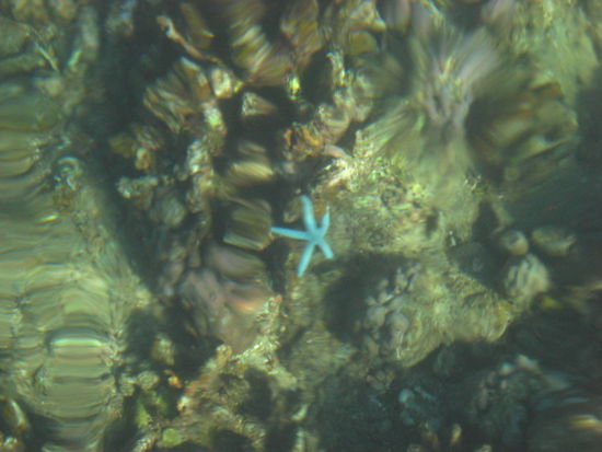 Noch einige Schnorchelgänge ...