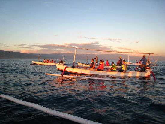 Alle Blicke sind auf die unterhaltsamen Delphine gerichtet!