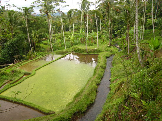 Die Reisterrassen laden stets zu einem Zwischenstop ein! Faszinierend ist das Bewässerungssysten.