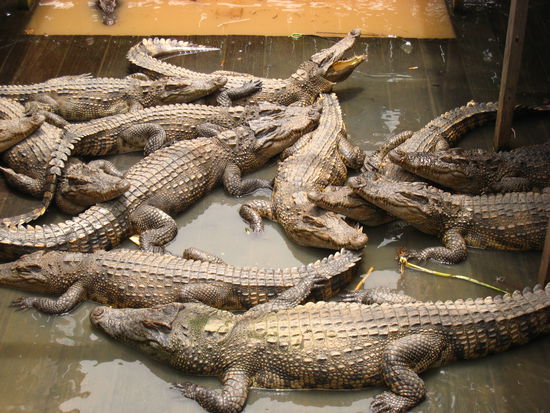 Zum Spielen? Nein - zum Fürchten? Oder zum Essen?