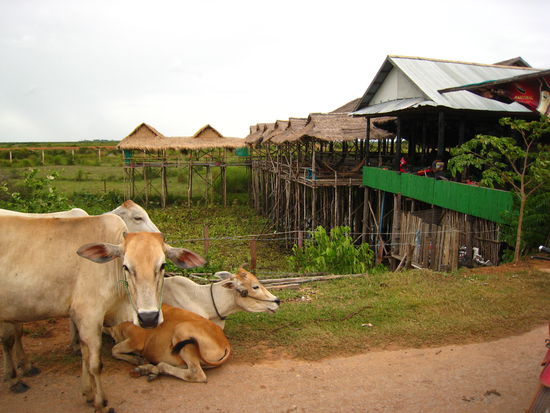 Vor einer gemütlichen Karaokebar, mit Hngematten in lftiger Höhe