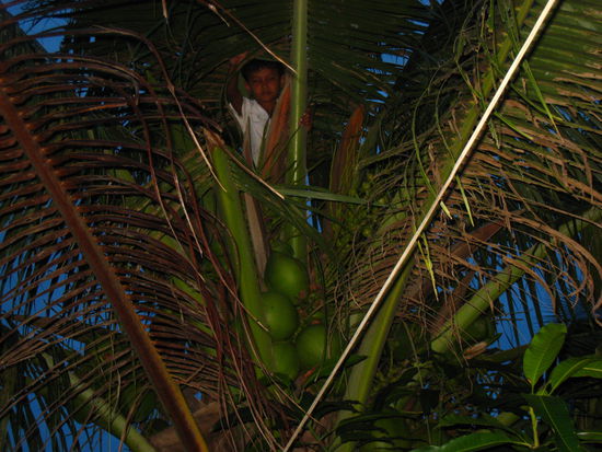 Bewirtet werde ich mit einer frisch gepflückten Kokosnuss