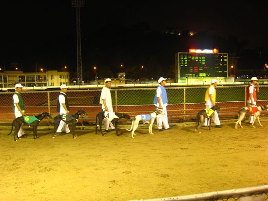 Windhunderennen - Aufmarsch der Greyhounds zur Startbox (gewettet wird ueberall!)