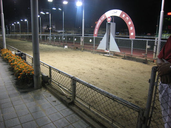 Der Hase kommt, die Windhunde (weit) hinterher!  Einer hat auch umgedreht!!