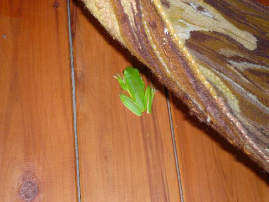 Der gruene Frosch unterm Bild