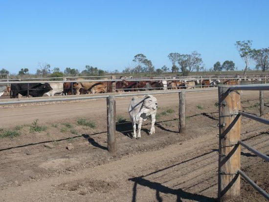 Big Cattle on holiday