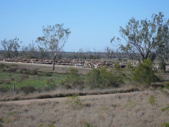 Blick von einem Huegel zur Feedlot Teil 1