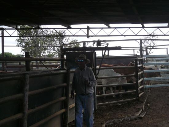 Aleck kam uns am letzten Tag zur Hilfe, er hat jeweils immer 6 Cattles von der Herde abgetrennt und in den "Wartebereich" der Waage getrieben