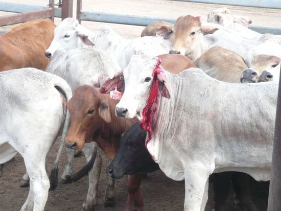 Ein Cattle nach der Hoernerkuerzung.
