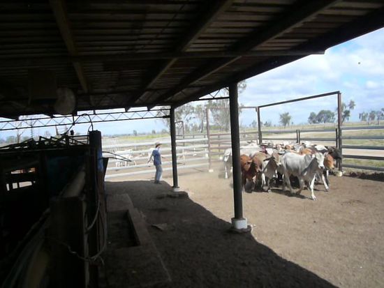 Ich habe all meinen Mut zusammengenommen und bin nach meinen Vorfall mit dem einen Cattle wieder ins Yard gestiegen um diese Cattle umzutreiben. Hat alles gut geklappt!!