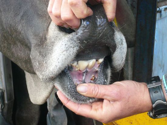 Patient hat unten links ein Loch!!! Hihi, jepp auch Zahnkontrolle gehoert zum Leben eines Cattles dazu, hier interessiert nur mehr die Anzahl, als der Zustand