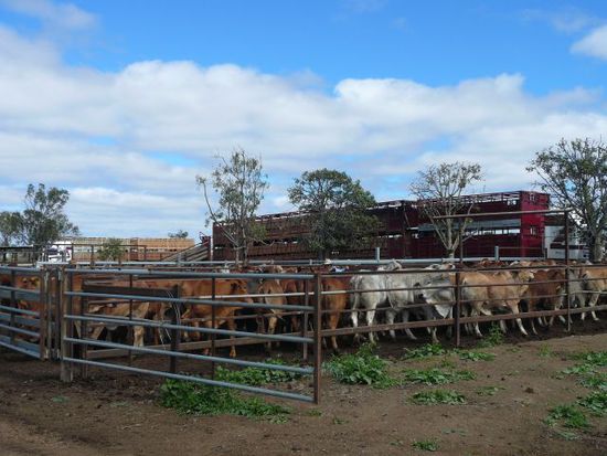 Das war am grossen Tag des Cattle Transports. Der Truck im Vordergrund hat 3 Anhaenger, der im Hintergrund 2. Beide sind 2 Mal gekommen und insgesamt haben 400 Cattle Paringa verlassen. War danach etwas wenig besetzt. Halt nur noch 900 Cattle