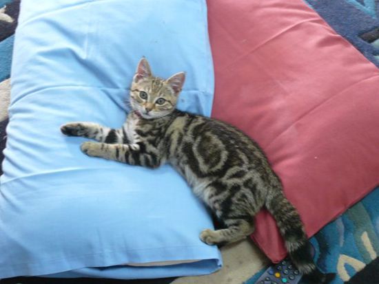 Keiner sagt jetzt: Oh wie suess!! Nein,auch wenn es nicht so aussieht. Dies ist eine gemeingefaehrlich Katze, die mir das Leben schwer macht. Hoffe ja immer noch auf die Schlange, die Hunger hat, dieses Tier ist eine absolute Zumutung!!