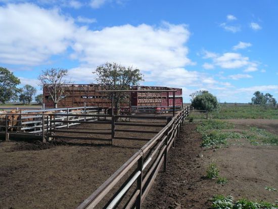 Bye, Bye Cattle. Ich sag ja immer, die wissen ja nicht, was passiert. Die denken einfach, die fahren in Urlaub