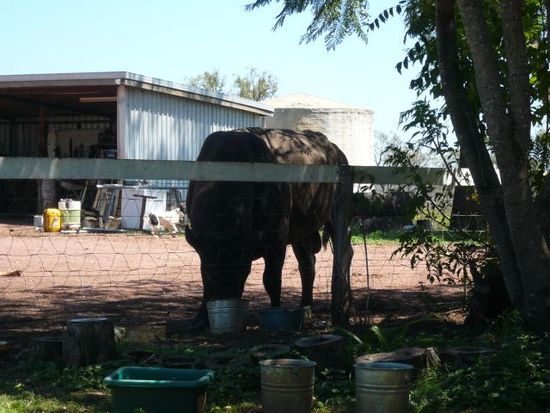 Der Bulle laeuft ums Haus herum und trinkt hier gerade die Wassertoepfe der Hunde leer. Boeser Bulle