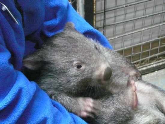 Ein Wombat Baby, voll niedlich, stinkt aber ziemlich