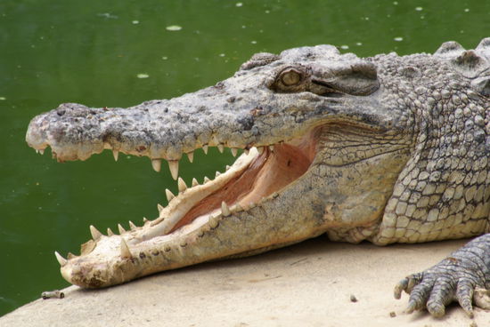 Eins von viiiilen Fotos