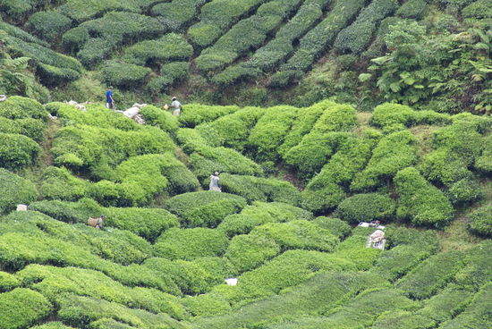Indonesische Arbeitskraefte auf den Teeplantagen