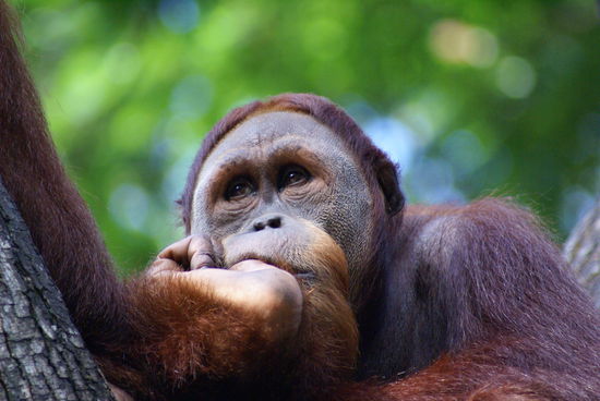 Orang Utan