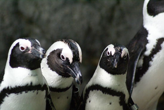 Pingu und seine Kumpels