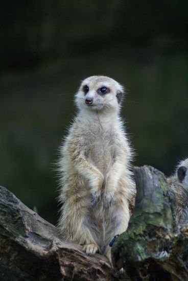 Was das ist wissen wir auch nicht. Aber es ist suuuueeeeesssss!!!