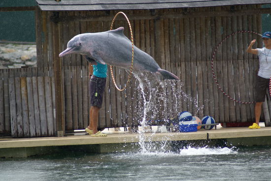 Flipper beim Springen....