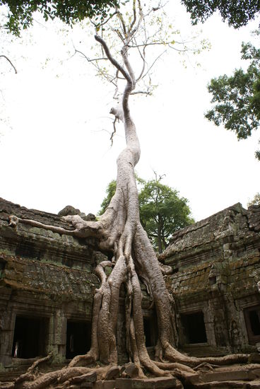 Der beruehmte Baum aus Tomb Raider 1 im Ta Prohm