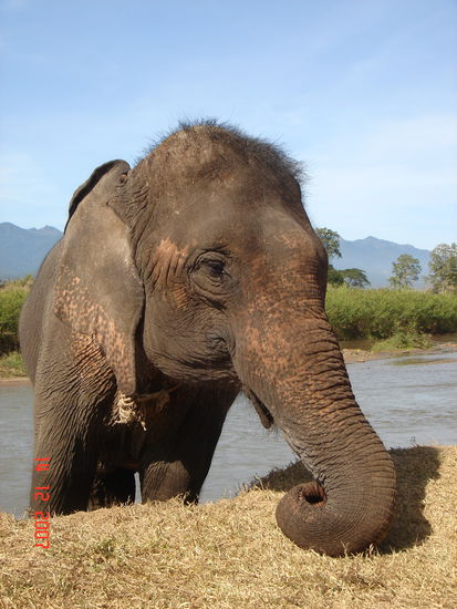 Beni the big "Bluemchen"