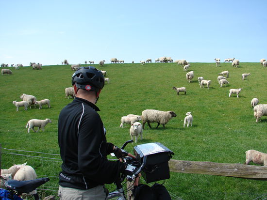 ja ja andreas und die schaefchen. 