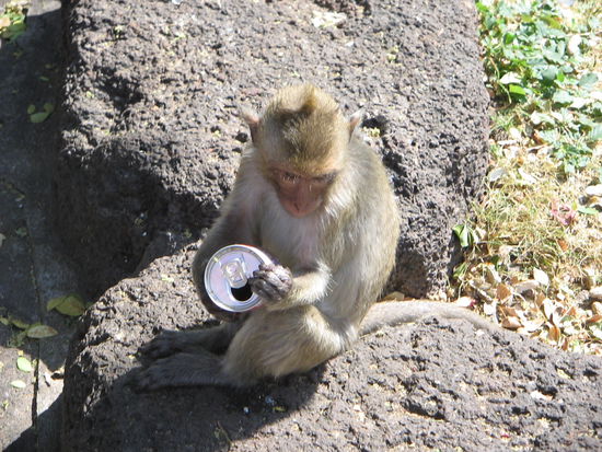 Einer der Affen Lopburis mit einem "Geschenk" von Touristen.
