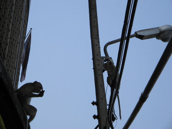 Die Affen sind wirklich ÜBERALL! Auf Häusern, auf Autodächern, auf Straßen, einfach überall. Einige von ihnen klauen auch gerne mal Kameras, Uhren, Ohrringe, alles was man halt so braucht...