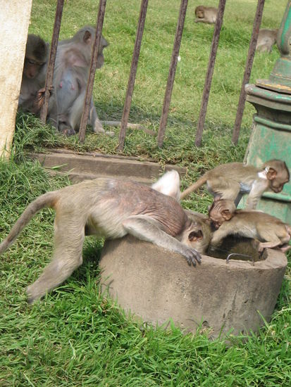 Affen beim Trinken. Ich hab mich in die Kleinen verliebt. In die Großen eigentlich auch, aber die Kleinen sind doch noch ein bisschen süßer!