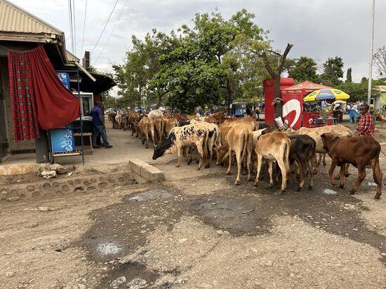 Die Massais holen ihre Kühe heim ….