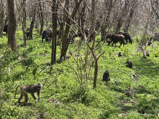 Hunderte Büffel und Affen !!!