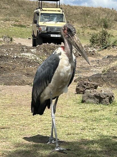 Ganz schön hässlich 