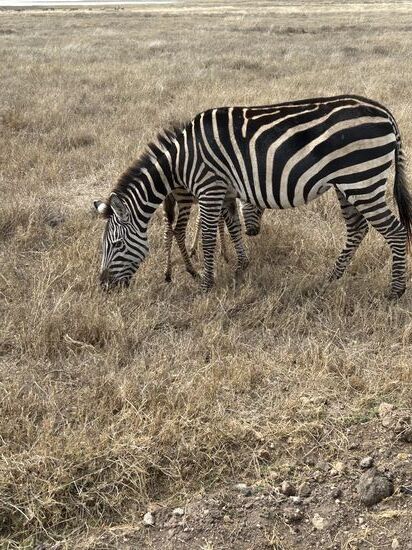 Zebrabamama mit Baby