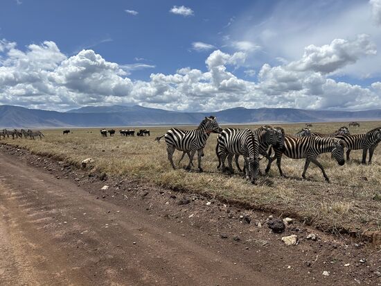 Noch mehr Zebras und Gnus , die sich gegenseitig helfen, die Gnus können nicht richtig gucken, die Zebras fressen das obere Gras weg und die Gnus machen den Rest