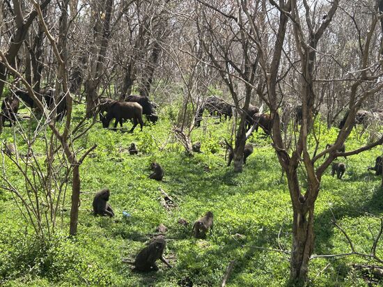 Büffel und Affen zu Hunderten
