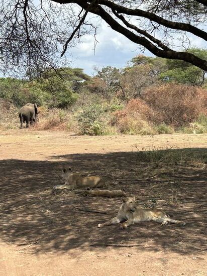 Der Löwe ganz vorne hat gerade ein Warzenschwein zum Mittag gehabt, schaut euch mal die Pfoten an, die haben noch bisschen Farbe...