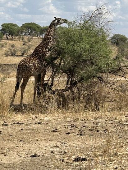 Giraffen sind doch fantastisch oder?