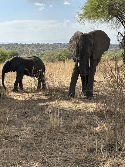 Wenn diese Tiere so dicht vor dir sind, ist das schon respekteinflössend !!!