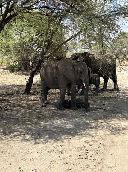 Noch mal Elefanten!!!