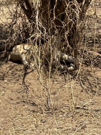 Ganz dicht vor uns…