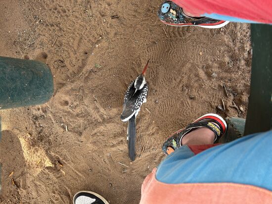 Der kleine Piepmatz hat sich die Reste geholt…