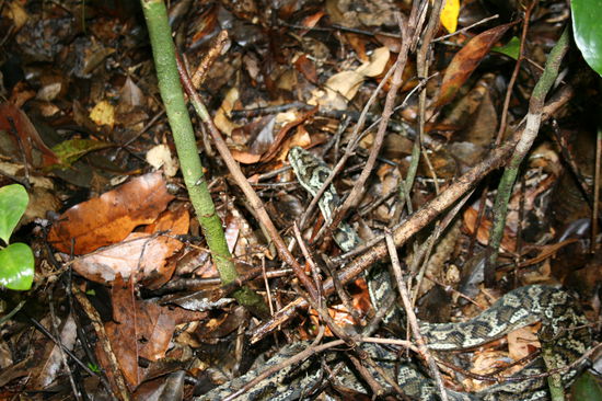 Das ist nicht im Zoo sie lag zwei Meter neben uns.
