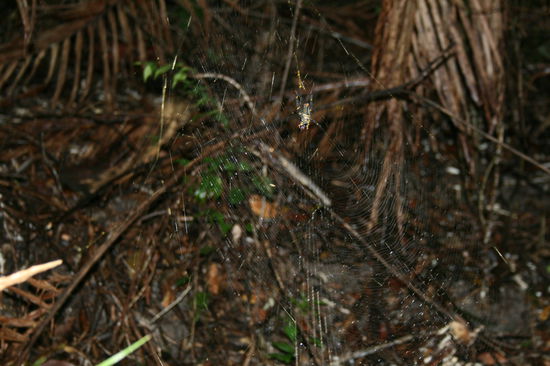 Where is the Spider?